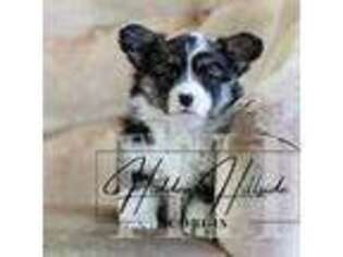 Pembroke Welsh Corgi Puppy for sale in Locust Grove, OK, USA