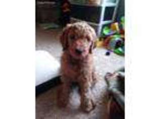 Goldendoodle Puppy for sale in Syracuse, NY, USA