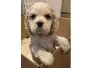 Cocker Spaniel Puppy for sale in Bloomingburg, NY, USA