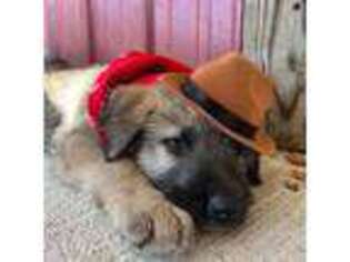 Irish Wolfhound Puppy for sale in Owensville, MO, USA