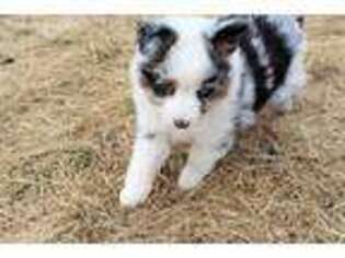 Miniature Australian Shepherd Puppy for sale in Sparta, WI, USA