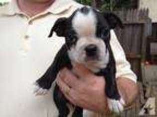 Boston Terrier Puppy for sale in SAN DIEGO, CA, USA