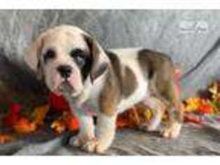 Beabull Puppy for sale in Canton, OH, USA