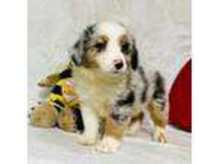 Miniature Australian Shepherd Puppy for sale in Paxton, IL, USA
