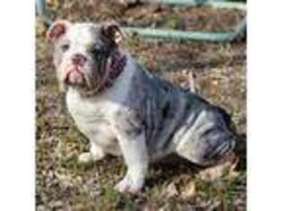 Bulldog Puppy for sale in Belton, TX, USA