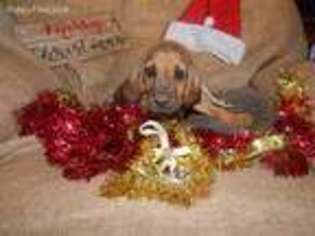 Bloodhound Puppy for sale in Spruce Pine, AL, USA