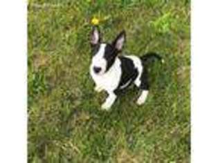 Bull Terrier Puppy for sale in Holland, MI, USA