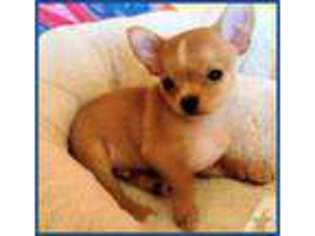 Chihuahua Puppy for sale in LIVERMORE, CA, USA
