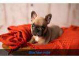 French Bulldog Puppy for sale in Centerton, AR, USA