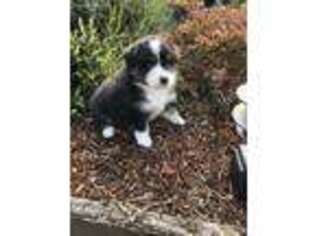 Australian Shepherd Puppy for sale in Coos Bay, OR, USA