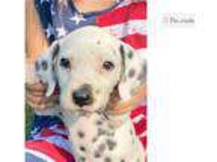 Dalmatian Puppy for sale in Bowling Green, KY, USA