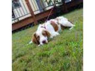 Brittany Puppy for sale in Willington, CT, USA