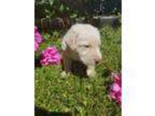 Labradoodle Puppy for sale in Munger, MI, USA