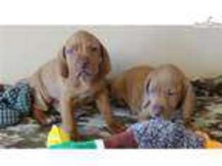 Vizsla Puppy for sale in Greenville, SC, USA