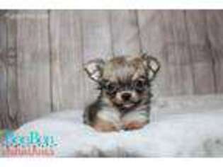 Chihuahua Puppy for sale in Alvin, TX, USA