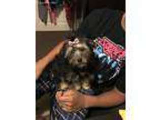 Havanese Puppy for sale in Norwalk, CT, USA