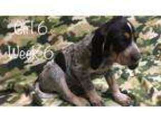 Bluetick Coonhound Puppy for sale in Phelan, CA, USA