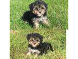 Yorkshire Terrier Puppy for sale in Mediapolis, IA, USA
