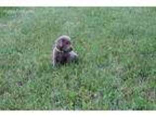 Labrador Retriever Puppy for sale in Ranchos De Taos, NM, USA