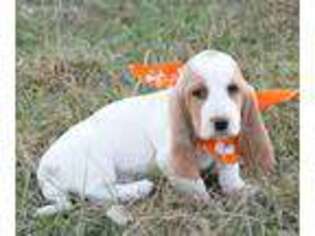 Basset Hound Puppy for sale in Finley, OK, USA