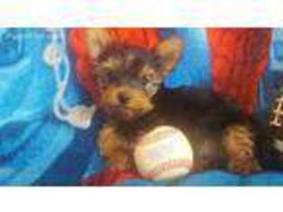 Yorkshire Terrier Puppy for sale in Lone Grove, OK, USA