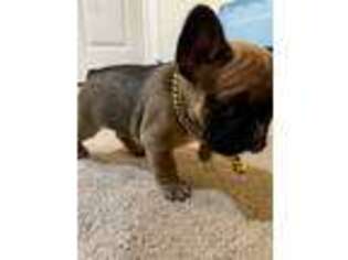 French Bulldog Puppy for sale in Middletown, DE, USA