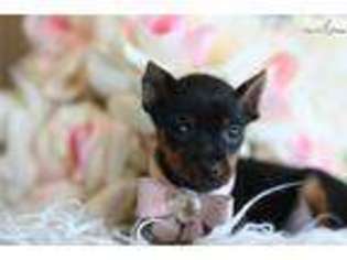 Miniature Pinscher Puppy for sale in Fort Lauderdale, FL, USA