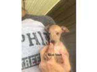Italian Greyhound Puppy for sale in Chetopa, KS, USA