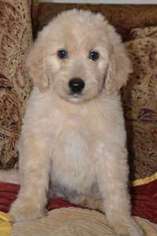 Goldendoodle Puppy for sale in Molalla, OR, USA