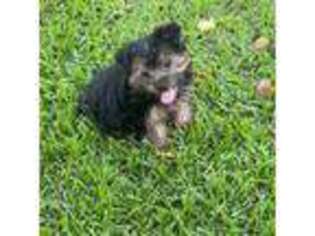 Yorkshire Terrier Puppy for sale in Houston, TX, USA