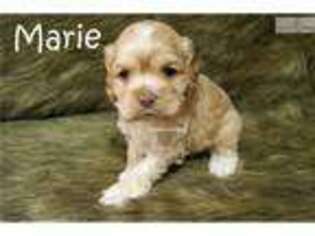 Cocker Spaniel Puppy for sale in Fort Worth, TX, USA
