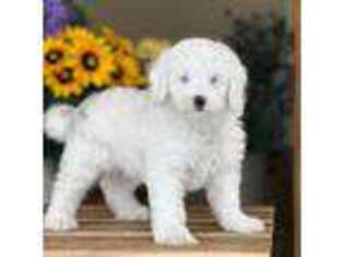 Shepadoodle Puppy for sale in Orlando, FL, USA