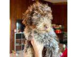 Mutt Puppy for sale in Mount Vernon, MO, USA