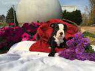 Boston Terrier Puppy for sale in Fennimore, WI, USA