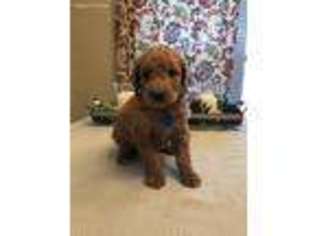 Labradoodle Puppy for sale in Wylie, TX, USA