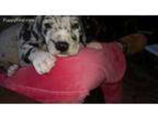 Great Dane Puppy for sale in Franklin, GA, USA