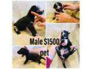Great Dane Puppy for sale in Elkins, AR, USA