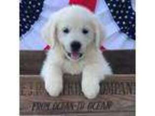 Golden Retriever Puppy for sale in Tompkinsville, KY, USA