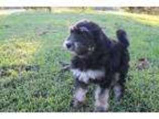 Bernese Mountain Dog Puppy for sale in Linn, MO, USA