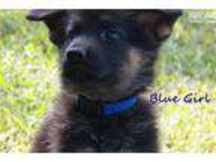 German Shepherd Dog Puppy for sale in Little Rock, AR, USA