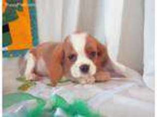 Cavalier King Charles Spaniel Puppy for sale in Greenville, TX, USA