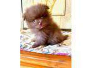Pomeranian Puppy for sale in Bostic, NC, USA
