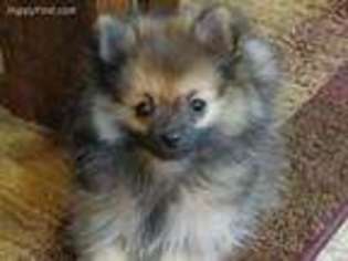 Pomeranian Puppy for sale in Prescott Valley, AZ, USA