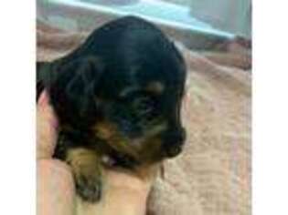 Dachshund Puppy for sale in Bethany, CT, USA