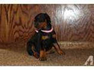 Doberman Pinscher Puppy for sale in CORINTH, MS, USA