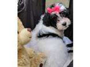 Shih-Poo Puppy for sale in Cedarhurst, NY, USA