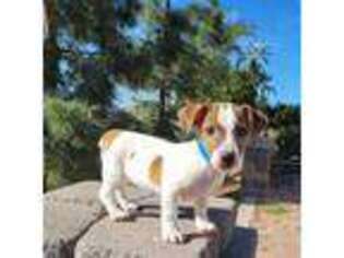 Jack Russell Terrier Puppy for sale in Pompano Beach, FL, USA
