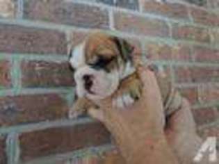 Bulldog Puppy for sale in MYRTLE BEACH, SC, USA