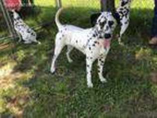 Dalmatian Puppy for sale in Edmonton, KY, USA