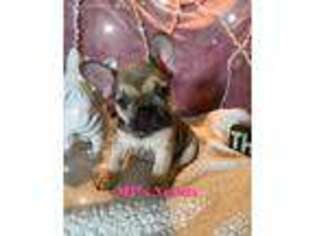 French Bulldog Puppy for sale in Minden, NV, USA